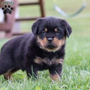 Ryder, Rottweiler Puppy